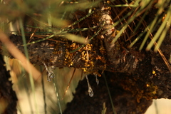 Arceuthobium vaginatum cryptopodum