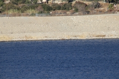 Aechmophorus clarkii