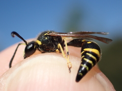Eumenes papillarius