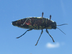 Buprestis confluenta