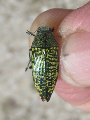 Buprestis confluenta