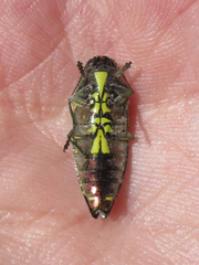 Buprestis confluenta