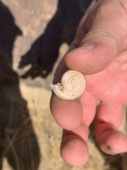 Cahuillus indioensis