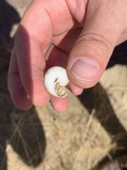 Cahuillus indioensis