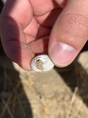 Cahuillus indioensis