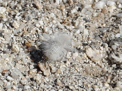 Dasymutilla gloriosa