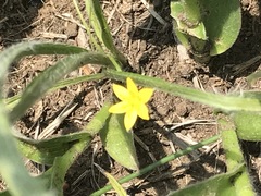 Hypoxis mexicana