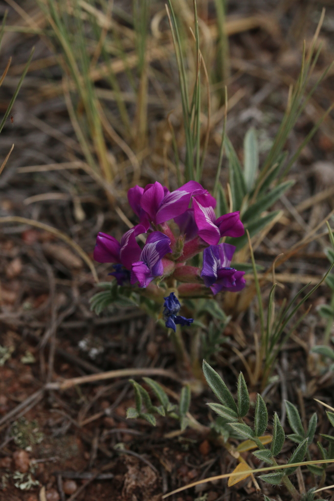 Locoweed from Teller County, CO, USA on August 21, 2020 at 0107 AM by