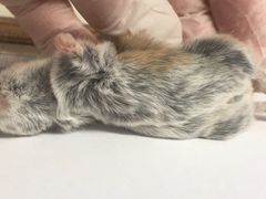 Peromyscus eremicus