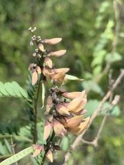 Abrus precatorius africanus