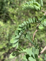 Abrus precatorius africanus