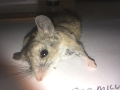 Peromyscus eremicus
