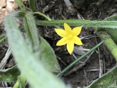 Hypoxis mexicana