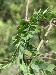 Abrus precatorius africanus