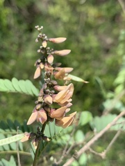 Abrus precatorius africanus