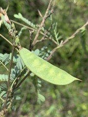 Abrus precatorius africanus