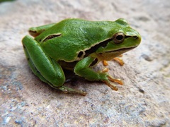 Hyla plicata