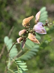 Abrus precatorius africanus