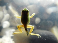 Hyla plicata