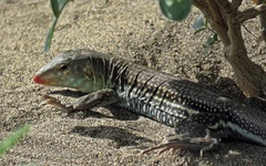 Pholidoscelis chrysolaemus