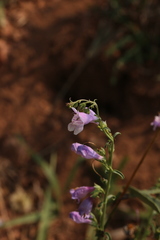 Penstemon whippleanus