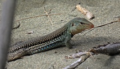 Pholidoscelis chrysolaemus