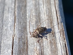 Atrypanius irrorellus