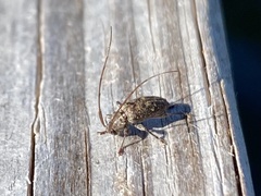 Atrypanius irrorellus