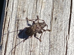 Atrypanius irrorellus