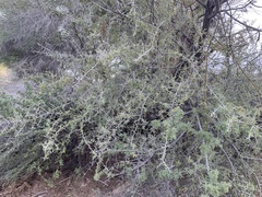 Sarcomphalus obtusifolius canescens