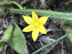 Hypoxis mexicana