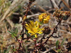 Grindelia stricta angustifolia