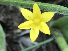 Hypoxis mexicana