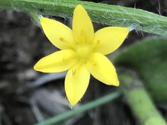 Hypoxis mexicana