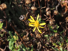 Grindelia stricta angustifolia