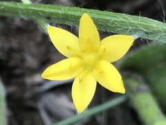 Hypoxis mexicana