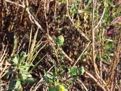 Grindelia stricta angustifolia