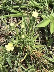 Pseudognaphalium viscosum