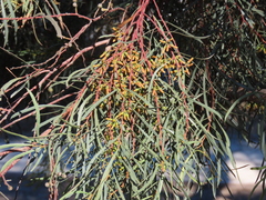 Eucalyptus spathulata