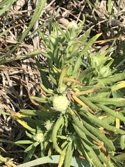 Pseudognaphalium viscosum