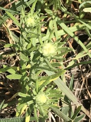 Pseudognaphalium viscosum