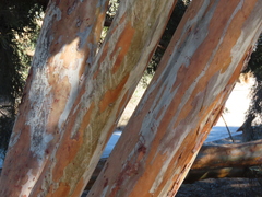 Eucalyptus spathulata