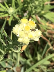 Pseudognaphalium viscosum