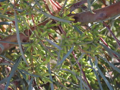 Eucalyptus spathulata