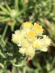 Pseudognaphalium viscosum