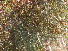 Eucalyptus spathulata