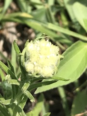 Pseudognaphalium viscosum