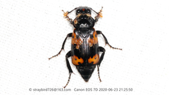 Nicrophorus nepalensis