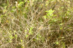 Conopophila rufogularis