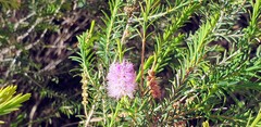 Melaleuca decussata